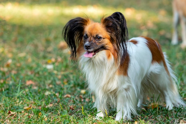 Papillon, também conhecido como o spaniel de brinquedo continental, brinca na grama...