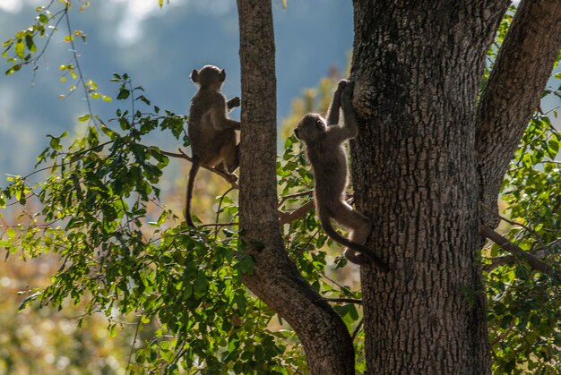 Foto papion monkey kruger national park áfrica do sul