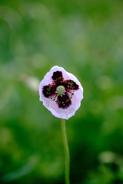 Papoila branca fecha em flores de verão de campo