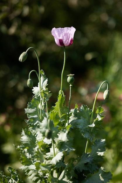 Papoila de ópio Papaver somniferum flor roxa