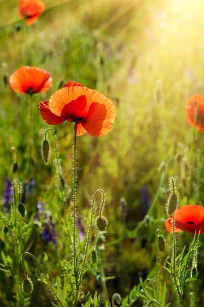 Papoila vermelha em um campo de grama verde com fundo vintage floral natural de luz solar