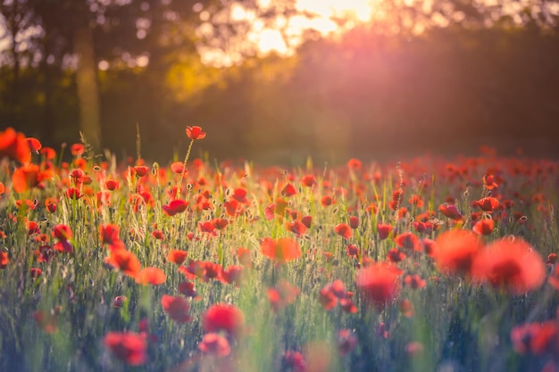 Papoila vermelha no nascer do sol Campo de papoulas nos raios de luz do amanhecer Lindas flores silvestres turva a folhagem da natureza