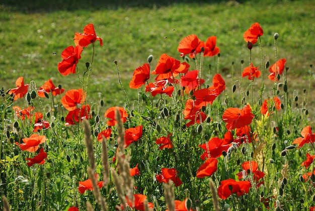 Papoilas comuns em um jardim