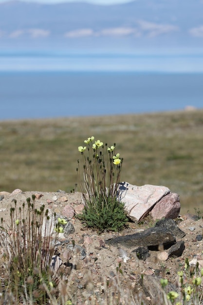Papoilas do Ártico florescendo em uma rocha nua no Ártico, Pond Inlet, Nunavut