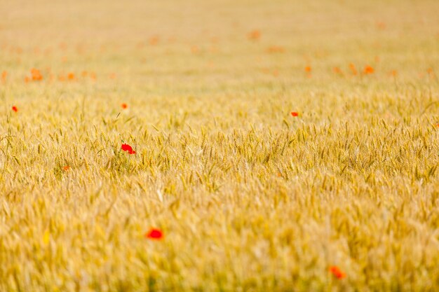 Papoilas em um campo de trigo