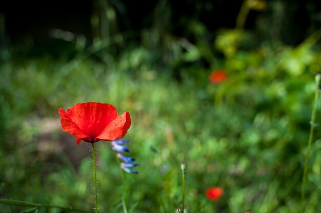 Papoilas em um jardim