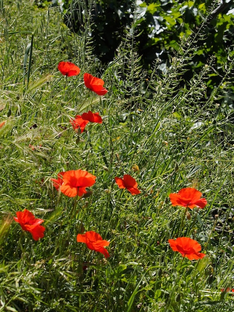 Papoilas florescendo em Ronda, Espanha