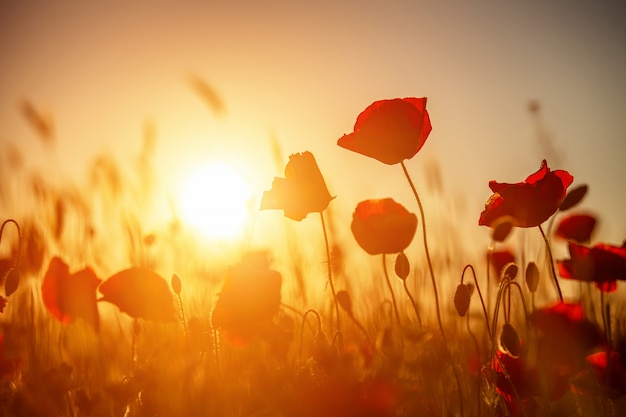 Papoilas vermelhas brilhantes em um campo ao pôr do sol.