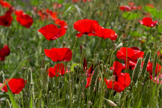 Papoilas vermelhas e medicinais Papaver rhoeas crescem no gramado em um dia de primavera