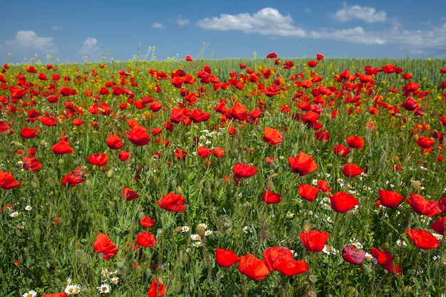 Papoilas vermelhas em um campo de trigo no Kuban