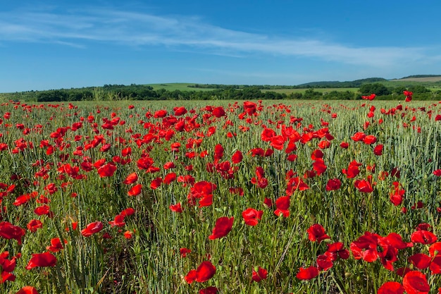 Papoilas vermelhas em um campo de trigo no Kuban