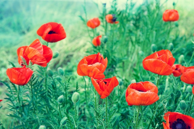 Papoilas vermelhas florescendo no campo na primavera