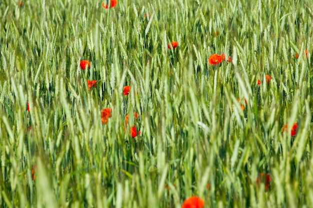 Papoilas vermelhas florescendo