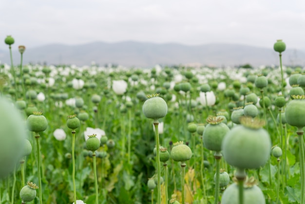 Papoula do ópio. papaver somniferum l, papaveraceae, jatropha multifida l, euphorbiaceae