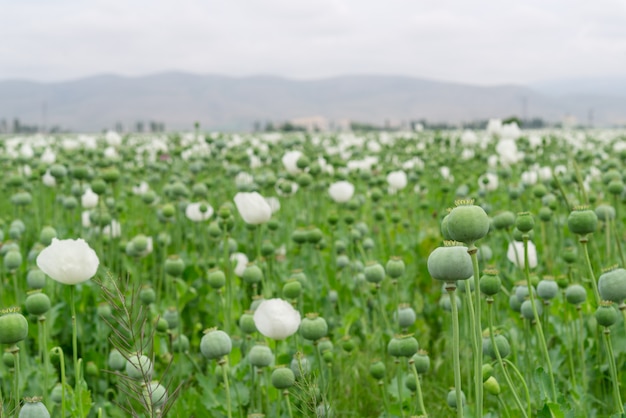 Papoula do ópio. papaver somniferum l, papaveraceae, jatropha multifida l, euphorbiaceae