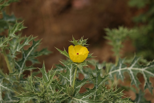 Papoula espinhosa mexicana