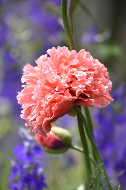 Papoula rosa com pétalas de babados em um jardim