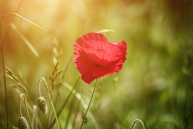 papoula vermelha da primavera