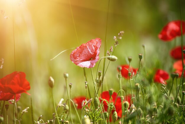 papoula vermelha da primavera