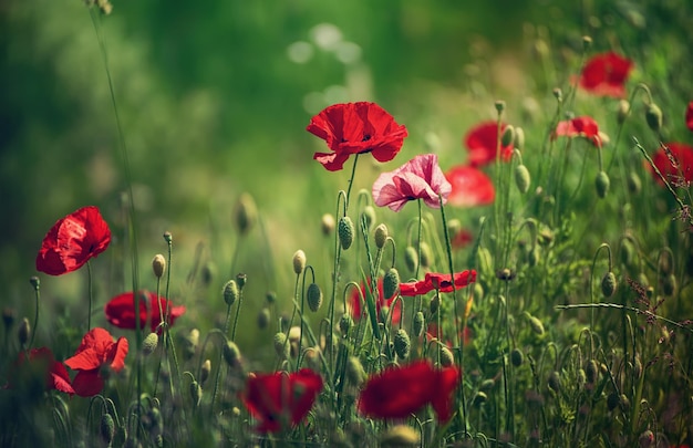 papoula vermelha da primavera