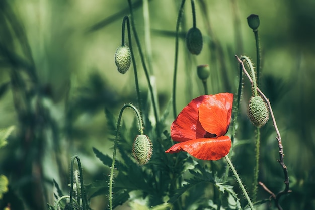 papoula vermelha da primavera