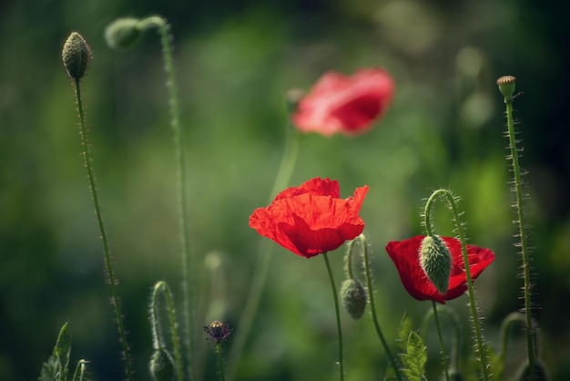 papoula vermelha da primavera