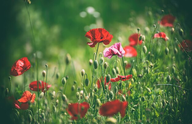 papoula vermelha da primavera