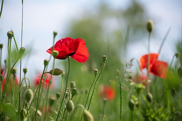 papoula vermelha da primavera