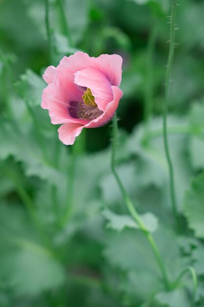 Foto papoulas rosa e roxas florescendo em um fundo verde em um dia de verão