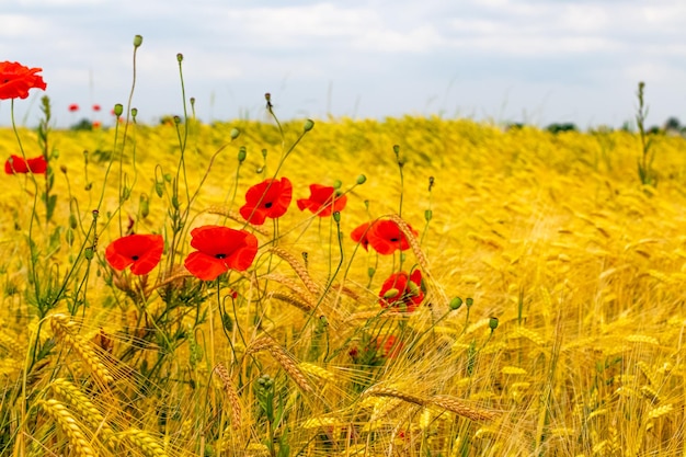 Foto papoulas vermelhas no fundo de um campo de trigo amarelo