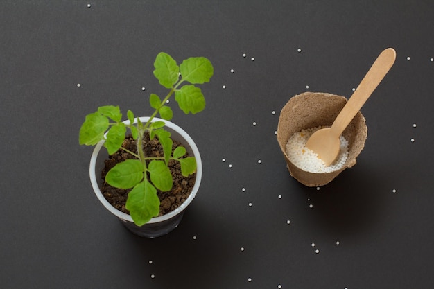 Pappdose mit chemischem Dünger für junge Tomatenpflanze