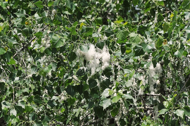 Pappeldaune - Pappel während der Blüte im Juni