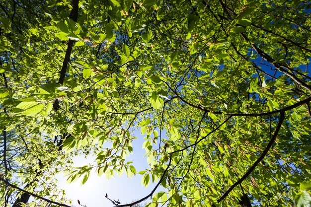 Pappeln mit grünen Blättern bevor die Bäume blühen, Grünpappeln im Frühjahr im Wald