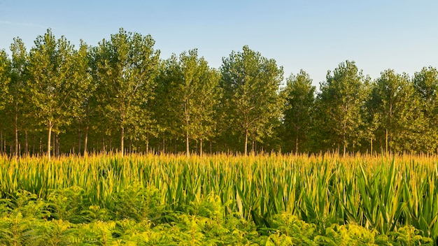 Pappeln und Maisansicht in der Landschaft