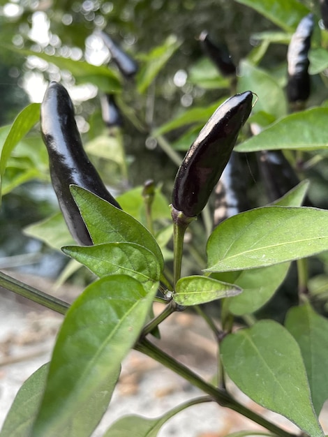 Papper húngaro preto do retrato. A pimenta preta tem o nome científico Capsicum annuum longum.