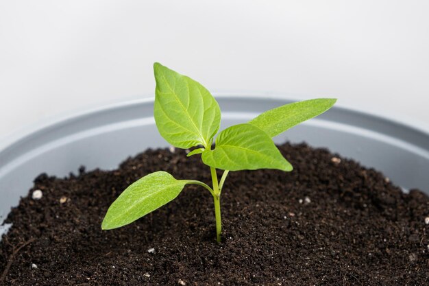 Paprika aus Samen züchten Schritt 7: Die Pflanze wächst in einem Topf