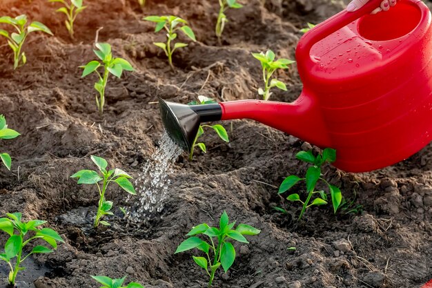 Paprika im Gewächshaus aus einer Gießkanne gießen