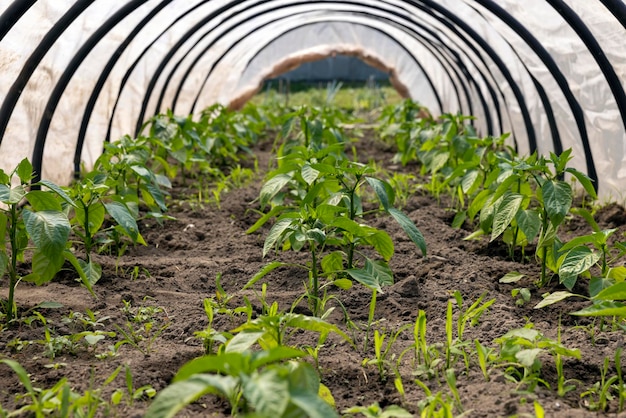 Paprika in einem selbstgebauten Gewächshaus anbauen