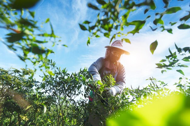 Paprika-Landwirtschaft, die rote Paprika in einer asiatischen landwirtschaftlichen Chili-Farm erntet