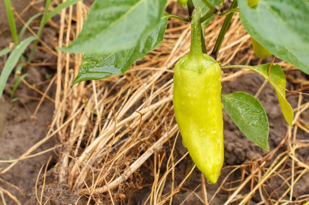 Paprika mit Wassertropfen, die auf Busch im Garten wachsen Trockenes Gras im Hintergrund