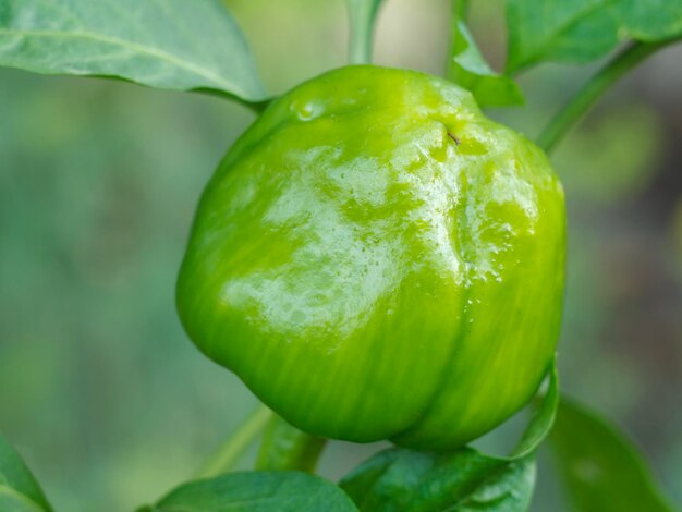 Paprika wächst auf Busch im Garten Bulgarische oder Paprika