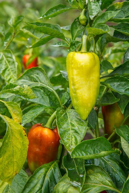 Paprika wächst auf Busch im Garten. Bulgarische oder Paprikapflanzen. Geringe Schärfentiefe