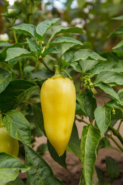 Paprika wächst auf einem busch im garten bulgarische oder paprikapflanze geringe schärfentiefe