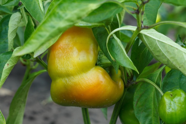 Paprika wächst auf einem Busch im Garten Bulgarische oder Paprikapflanze Geringe Schärfentiefe