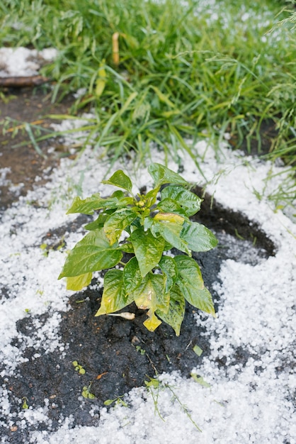 Paprikabusch, bedeckt und beschädigt durch Sommerhagel