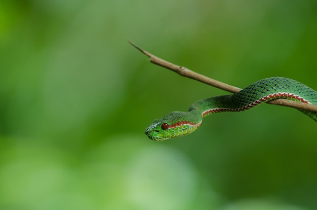 Papst Green Pitviper Schlange