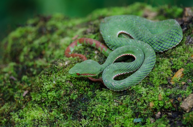 Papst Green Pitviper Schlange