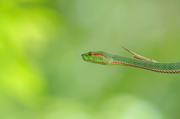 Papst Green Pitviper Schlange