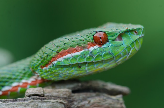 Foto papst green pitviper schlange