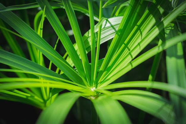 Papyrus green leaf